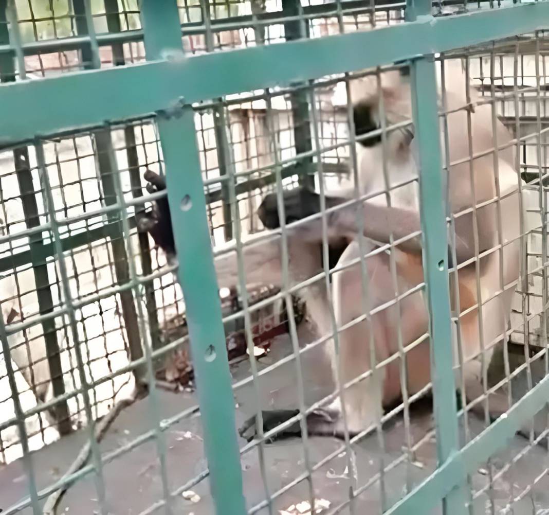 20 kişiyi öldürdü, her yerde aranıyordu, sonunda yakalandı! Katil maymuna hücre hapsi cezası verildi 4